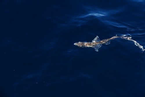Blackmouth catshark (Galeus melastomus) — Scyliorhinidae — 2