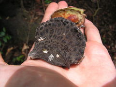 Aspidosperma discolor