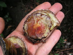 Aspidosperma discolor
