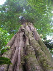 Aspidosperma discolor