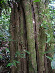 Aspidosperma discolor
