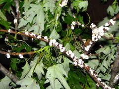 Pulvinaria innumerabilis