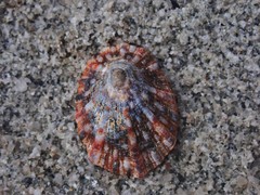 Cellana radiata