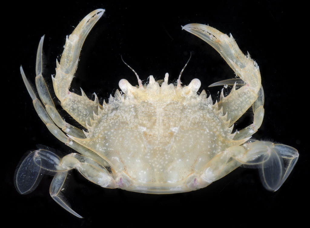 Hairy Swimming Crab