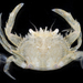 Hairy Swimming Crab - Photo (c) smithsonian_marinegeo, some rights reserved (CC BY-NC-SA), uploaded by smithsonian_marinegeo