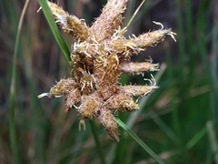 Bolboschoenus maritimus paludosus
