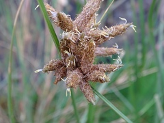Bolboschoenus maritimus paludosus