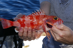 Helicolenus dactylopterus