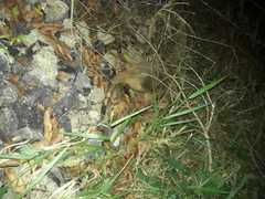Didelphis marsupialis