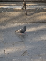 Columba livia domestica