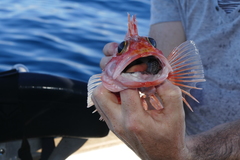 Helicolenus dactylopterus