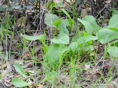 Doronicum plantagineum