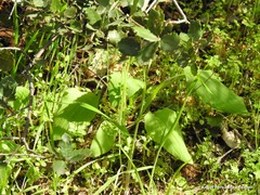 Doronicum plantagineum