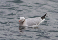 Chroicocephalus ridibundus