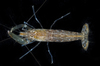 Daisy Snapping Shrimp - Photo (c) smithsonian_marinegeo, some rights reserved (CC BY-NC-SA), uploaded by smithsonian_marinegeo