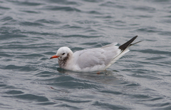 Chroicocephalus ridibundus