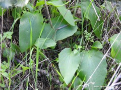 Doronicum plantagineum
