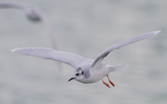 Hydrocoloeus minutus