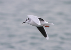 Hydrocoloeus minutus