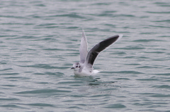 Hydrocoloeus minutus