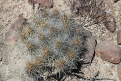 Echinocereus stramineus