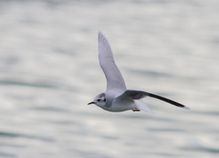 Hydrocoloeus minutus