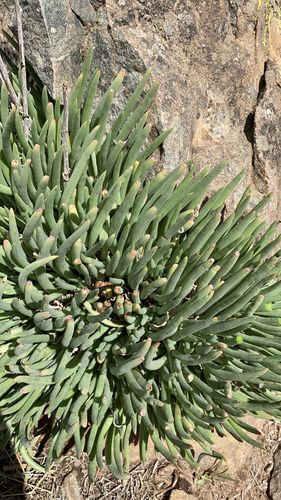 Dudleya edulis