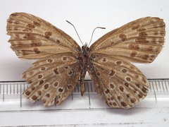 Phengaris arionides