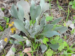 Cynoglossum cheirifolium