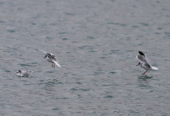 Hydrocoloeus minutus