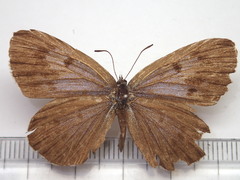 Phengaris arionides