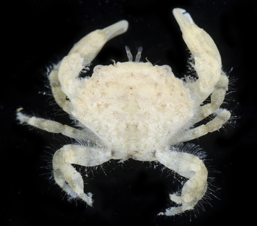 Etisus bifrontalis