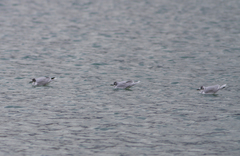 Hydrocoloeus minutus