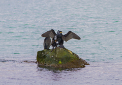 Phalacrocorax carbo