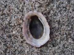 Cellana radiata
