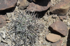 Echinocactus horizonthalonius horizonthalonius
