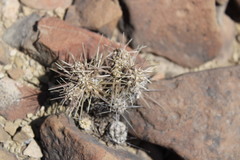 Grusonia bulbispina