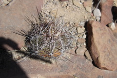 Thelocactus bicolor bicolor