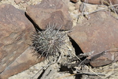 Neolloydia conoidea