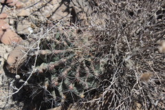 Hamatocactus hamatacanthus hamatacanthus
