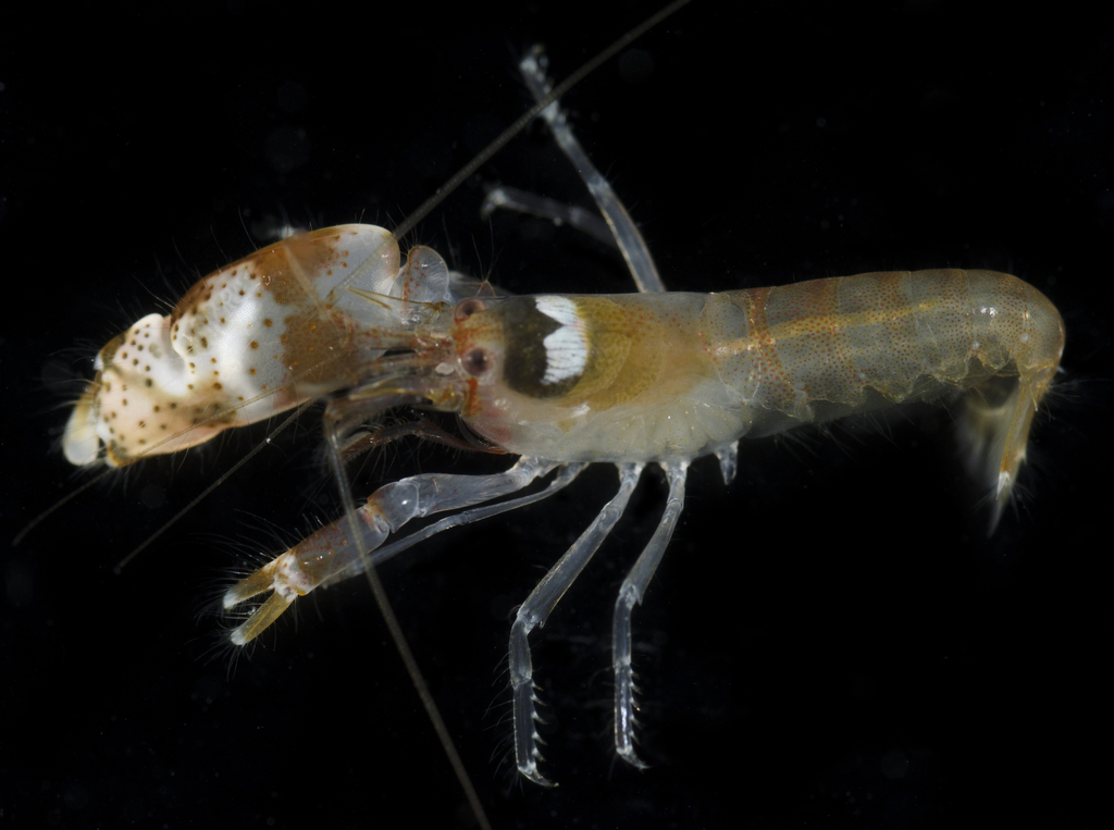 Alpheus collumianus