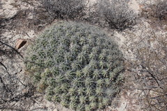 Echinocereus enneacanthus enneacanthus