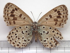Phengaris arionides