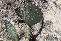 Opuntia
