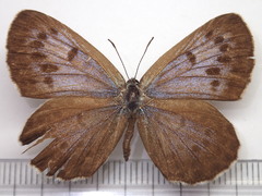 Phengaris arionides