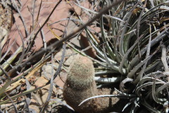 Echinocereus pectinatus pectinatus