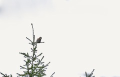 Glaucidium gnoma swarthi