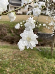 Prunus