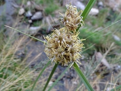 Bolboschoenus maritimus paludosus