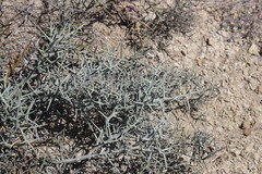 Koeberlinia spinosa